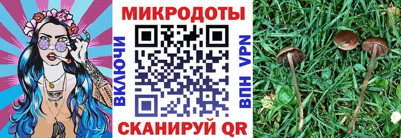 Псилоцибиновые грибы Cubensis  Ирбит 